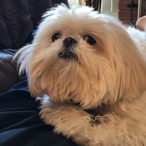 Meet your Posher, Maya